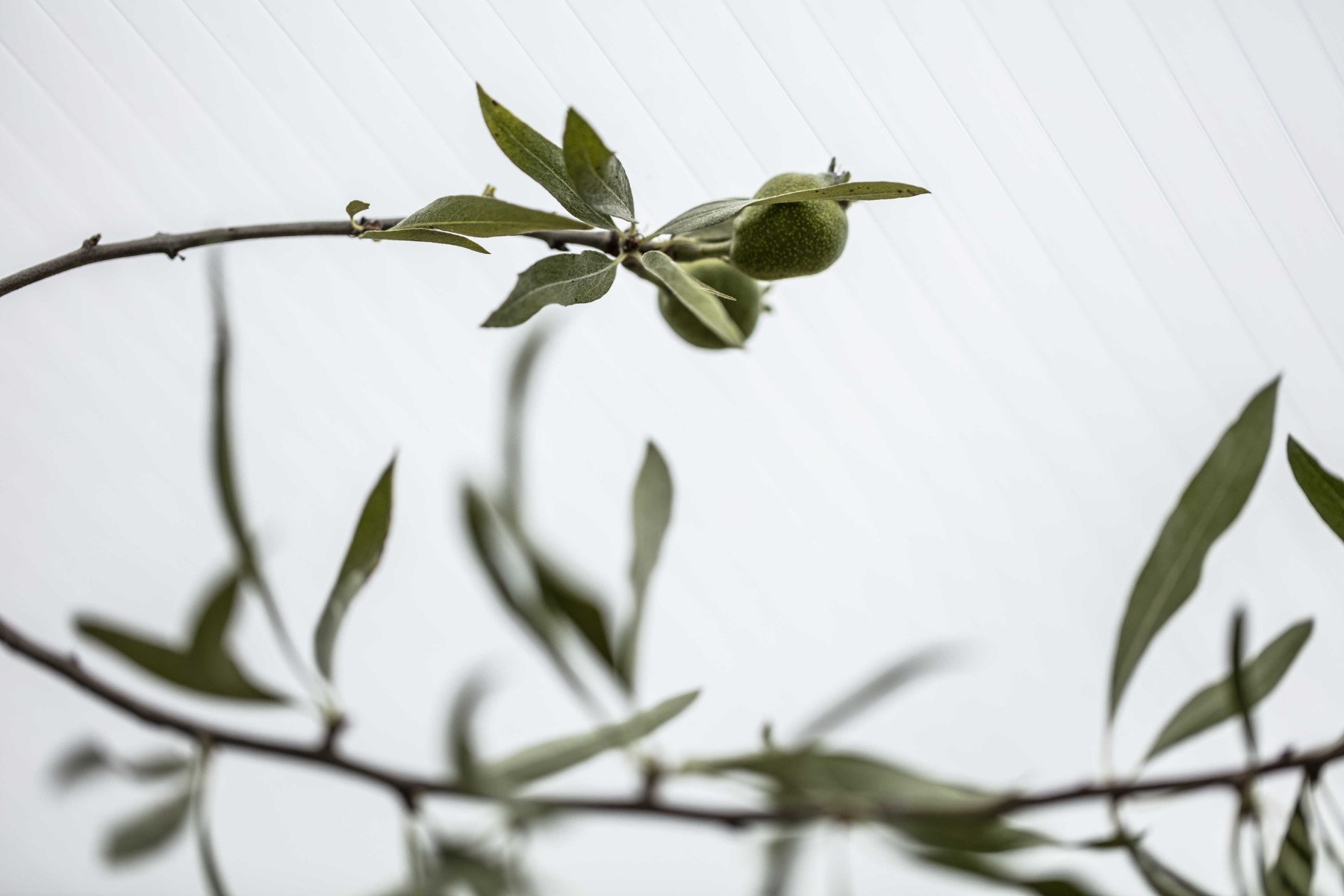 Multiglas Komplet Termotag 16mm opalhvid L: 4000 mm x B: 6155 mm - Image 2