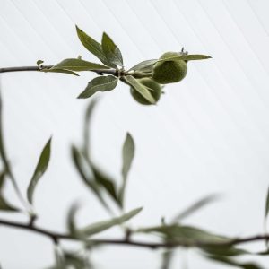 gop_multiglas_detaljbilder2018_2_1__2